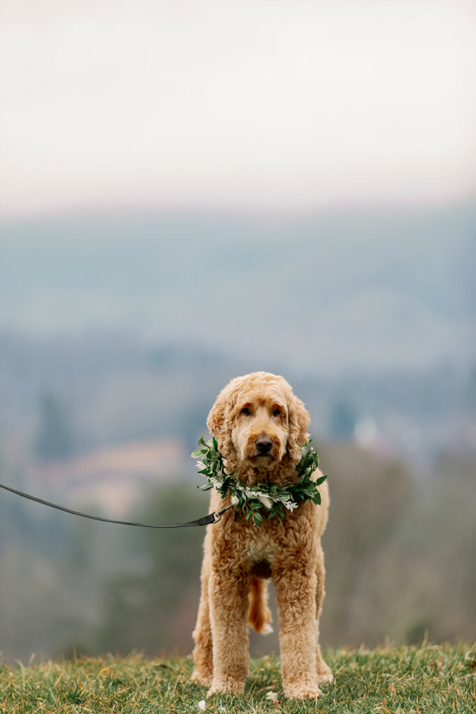 Dog wearing custom floral wreath at elopement | All-inclusive elopement planning