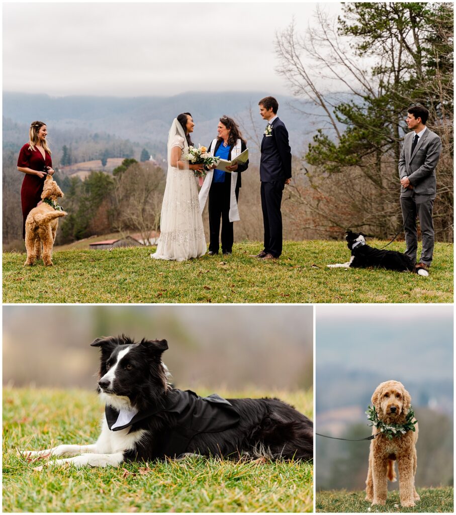 dogs as guests at the elopement