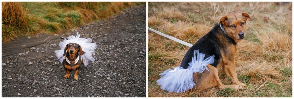 Dogs in wedding attire at your elopement